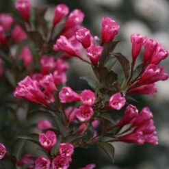 Wine & Roses® Weigela Shrub -Blossom Berry Shop Wine and Roses Weigela 3 FGT