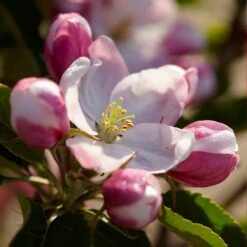 Winesap Apple Tree -Blossom Berry Shop Winesap Apples 3