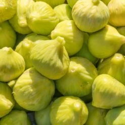 Yellow Fig Tree -Blossom Berry Shop Yellow Fig 1