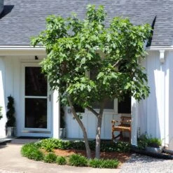 Yellow Fig Tree -Blossom Berry Shop Yellow Fig 5