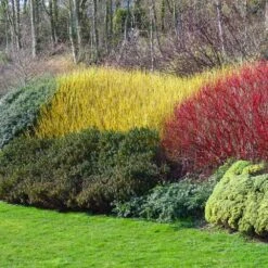 Yellow Twig Dogwood Shrub 10 Yellow Twig Dogwood Shrub -Blossom Berry Shop Yellow Twig Dogwood 1