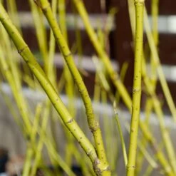 Yellow Twig Dogwood Shrub 12 Yellow Twig Dogwood Shrub -Blossom Berry Shop Yellow Twig Dogwood 4 FGT