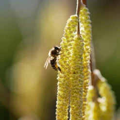 York Filbert Hazelnut -Blossom Berry Shop York Hazelnut 2