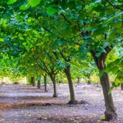 York Filbert Hazelnut -Blossom Berry Shop York Hazelnut 4