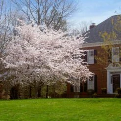 Yoshino Cherry Tree 9 Yoshino Cherry Tree -Blossom Berry Shop Yoshino Cherry 8 FGT