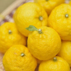 Yuzu Tree -Blossom Berry Shop Yuzu Citrus 1 FGT