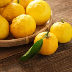 Yuzu Tree -Blossom Berry Shop Yuzu Citrus 3 FGT