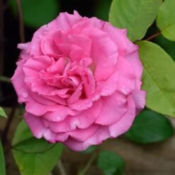 Zephirine Drouhin Climbing Rose 5 Zephirine Drouhin Climbing Rose -Blossom Berry Shop Zephirine Drouhin Rose 1 FGT