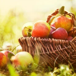 Zestar Apple Tree -Blossom Berry Shop Zestar Apple 2