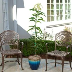 Condo Mango Tree -Blossom Berry Shop condo mango 1