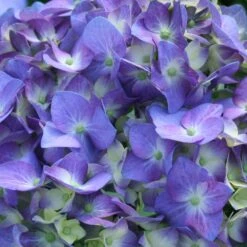 Let's Dance® Blue Jangles Hydrangea Shrub -Blossom Berry Shop hydrangea lets dance blue jangles 3