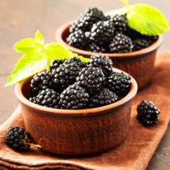 Kiowa Blackberry Bush 7 Kiowa Blackberry Bush -Blossom Berry Shop kiowa blackberry 3