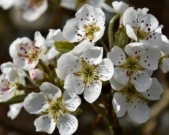 Olympic Giant Asian Pear Tree -Blossom Berry Shop olympic pear 450 1