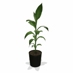 Cold Hardy Banana Tree -Blossom Berry Shop products 0759c65d 800b 498b b0a2 d9fb8d8c790e