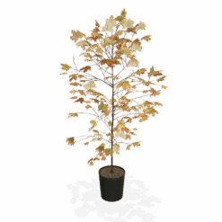 Autumn Blaze® Red Maple Tree 10 Autumn Blaze® Red Maple Tree -Blossom Berry Shop products 5f8d8f31 87b0 4c0c bdb7 89dc64fd77ef