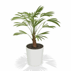 Windmill Palm Tree -Blossom Berry Shop products 64446ee2 dcaf 4547 b3df 77944d09aaf6