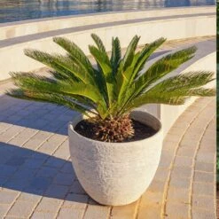 Sago Palm Tree 10 Sago Palm Tree -Blossom Berry Shop sago palm 5 FGT