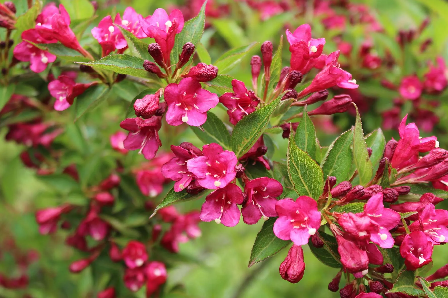 Blossom Berry Shop -Blossom Berry Shop shrubs weigela