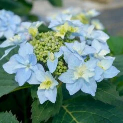 Tuff Stuff Ah-Ha® Hydrangea Shrub -Blossom Berry Shop tuff stuff ah ha hydrangea 3