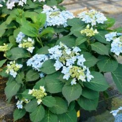 Tuff Stuff Ah-Ha® Hydrangea Shrub -Blossom Berry Shop tuff stuff ah ha hydrangea 4