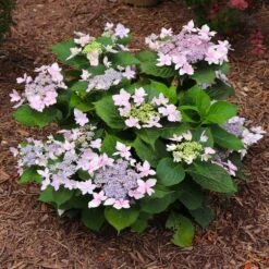 Tuff Stuff Ah-Ha® Hydrangea Shrub -Blossom Berry Shop tuff stuff ah ha hydrangea 7 FGT