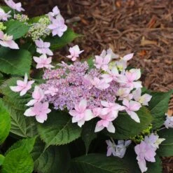 Tuff Stuff Ah-Ha® Hydrangea Shrub -Blossom Berry Shop tuff stuff ah ha hydrangea 8